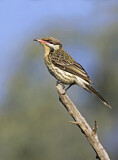 Image. Spiny-cheeked Honeyeater
