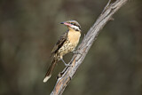 Image. Spiny-cheeked Honeyeater