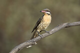 Image. Spiny-cheeked Honeyeater