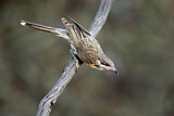 Image. Spiny-cheeked Honeyeater