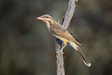 Image. Spiny-cheeked Honeyeater