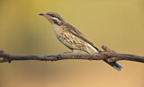Image. Spiny-cheeked Honeyeater