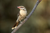 Image. Spiny-cheeked Honeyeater