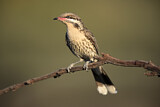 Image. Spiny-cheeked Honeyeater