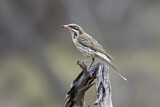 Image. Spiny-cheeked Honeyeater