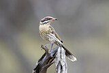 Image. Spiny-cheeked Honeyeater