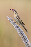 Image. Spiny-cheeked Honeyeater