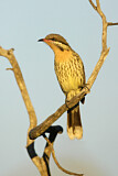 Image. Spiny-cheeked Honeyeater