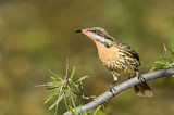 Image. Spiny-cheeked Honeyeater