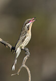 Image. Spiny-cheeked Honeyeater