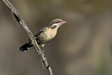 Image. Spiny-cheeked Honeyeater