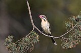 Image. Spiny-cheeked Honeyeater