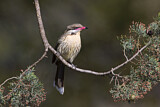 Image. Spiny-cheeked Honeyeater