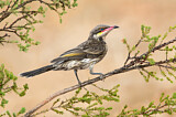 Image. Spiny-cheeked Honeyeater