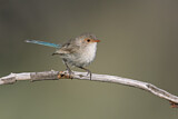 Image. Splendid Fairywren