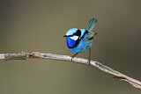 Image. Splendid Fairywren