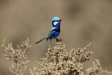 Image. Splendid Fairywren