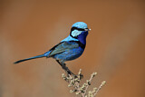 Image. Splendid Fairywren