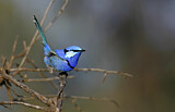 Image. Splendid Fairywren