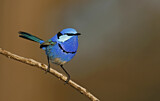 Image. Splendid Fairywren