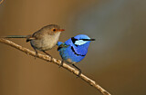 Image. Splendid Fairywren