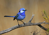 Image. Splendid Fairywren