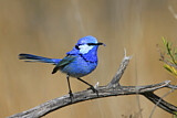 Image. Splendid Fairywren
