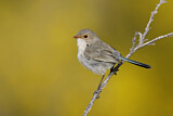 Image. Splendid Fairywren