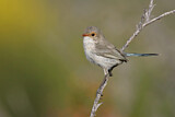 Image. Splendid Fairywren