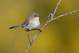 Image. Splendid Fairywren