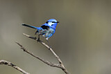 Image. Splendid Fairywren