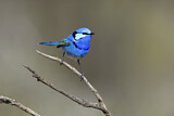 Image. Splendid Fairywren