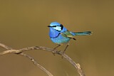 Image. Splendid Fairywren