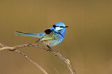 Image. Splendid Fairywren