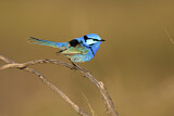 Image. Splendid Fairywren