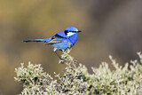 Image. Splendid Fairywren