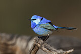 Image. Splendid Fairywren