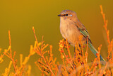 Image. Splendid Fairywren