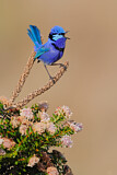 Image. Splendid Fairywren