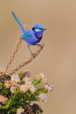 Image. Splendid Fairywren