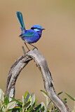 Image. Splendid Fairywren