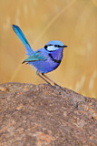 Image. Splendid Fairywren