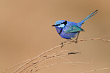 Image. Splendid Fairywren
