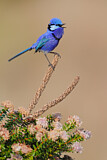 Image. Splendid Fairywren