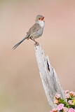 Image. Splendid Fairywren