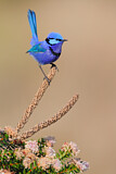 Image. Splendid Fairywren