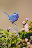Image. Splendid Fairywren
