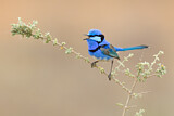 Image. Splendid Fairywren