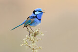 Image. Splendid Fairywren
