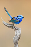 Image. Splendid Fairywren